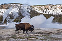 Bison in geyser field, January 2021.