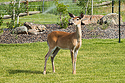 Deer, Red Lodge, Montana.