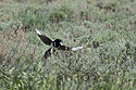 Magpie, Red Lodge, Montana, June 2021.