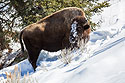Bison, Yellowstone, March 2021.