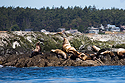 Sea lions, Puget Sound, Washington, May 2021.