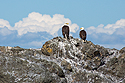 Bald eagles, Puget Sound, Washington, May 2021.