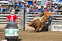 Bull riding at Home of Champions Rodeo, Red Lodge, MT, July 4, 2021.