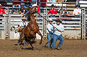Wild horse racing at Home of Champions Rodeo, Red Lodge, MT, July 4, 2021.
