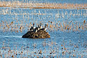 Canada geese on muskrat hut, Loess Bluffs NWR, Missouri.