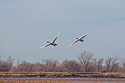 Snow geese, Loess Bluffs NWR, Missouri, November 2021.