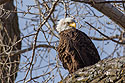Bald eagle, Loess Bluffs NWR, Missouri, November 2021.
