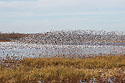 Snow geese, Loess Bluffs NWR, Missouri.