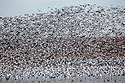 Snow geese, Loess Bluffs NWR, Missouri.
