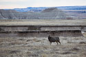 Deer, Badlands National Park, South Dakota.