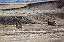 Deer, Badlands National Park, South Dakota, early December 2021.
