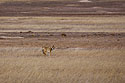 Coyote, Badlands National Park, South Dakota, early December 2021.