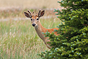 Deer, Red Lodge, MT.