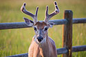 Deer, Red Lodge, MT, 2021.
