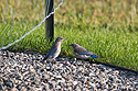 Mountain Bluebird fledglings, Red Lodge, MT, 2021.