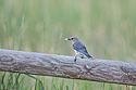 Mountain Bluebird fledgling with grasshopper, Red Lodge, MT.