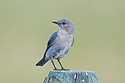 Mountain Bluebird fledgling, Red Lodge, MT, 2021.