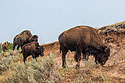 Bison, TR National Park, North Dakota, August 2021.