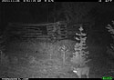 Bobcat on trailcam near Red Lodge, MT.