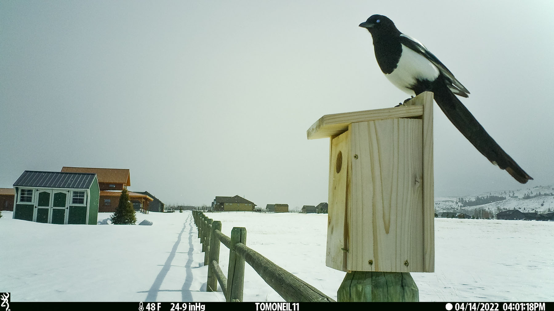 Magpie interloper at the bluebird box.  Click for next photo.