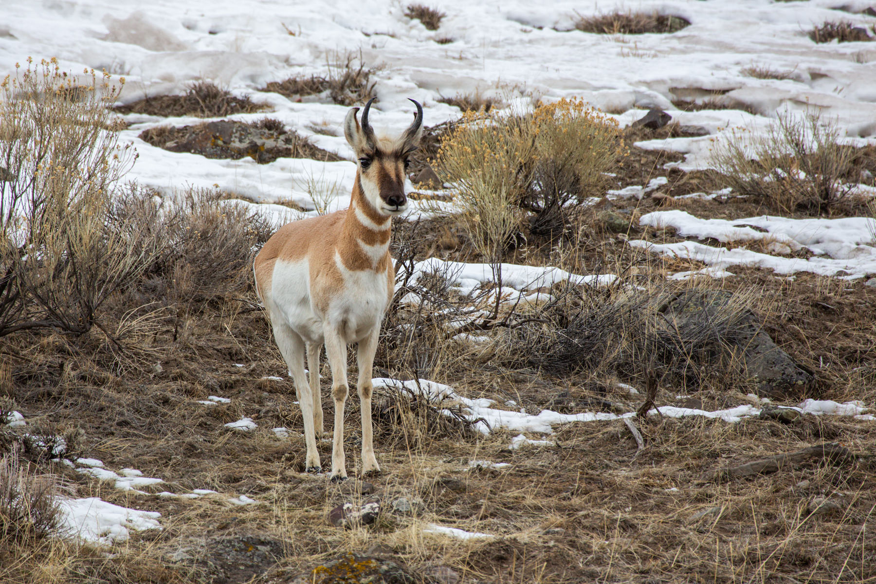 Pronghorn near the north entrance, Yellowstone, February 2022.  Click for next photo.