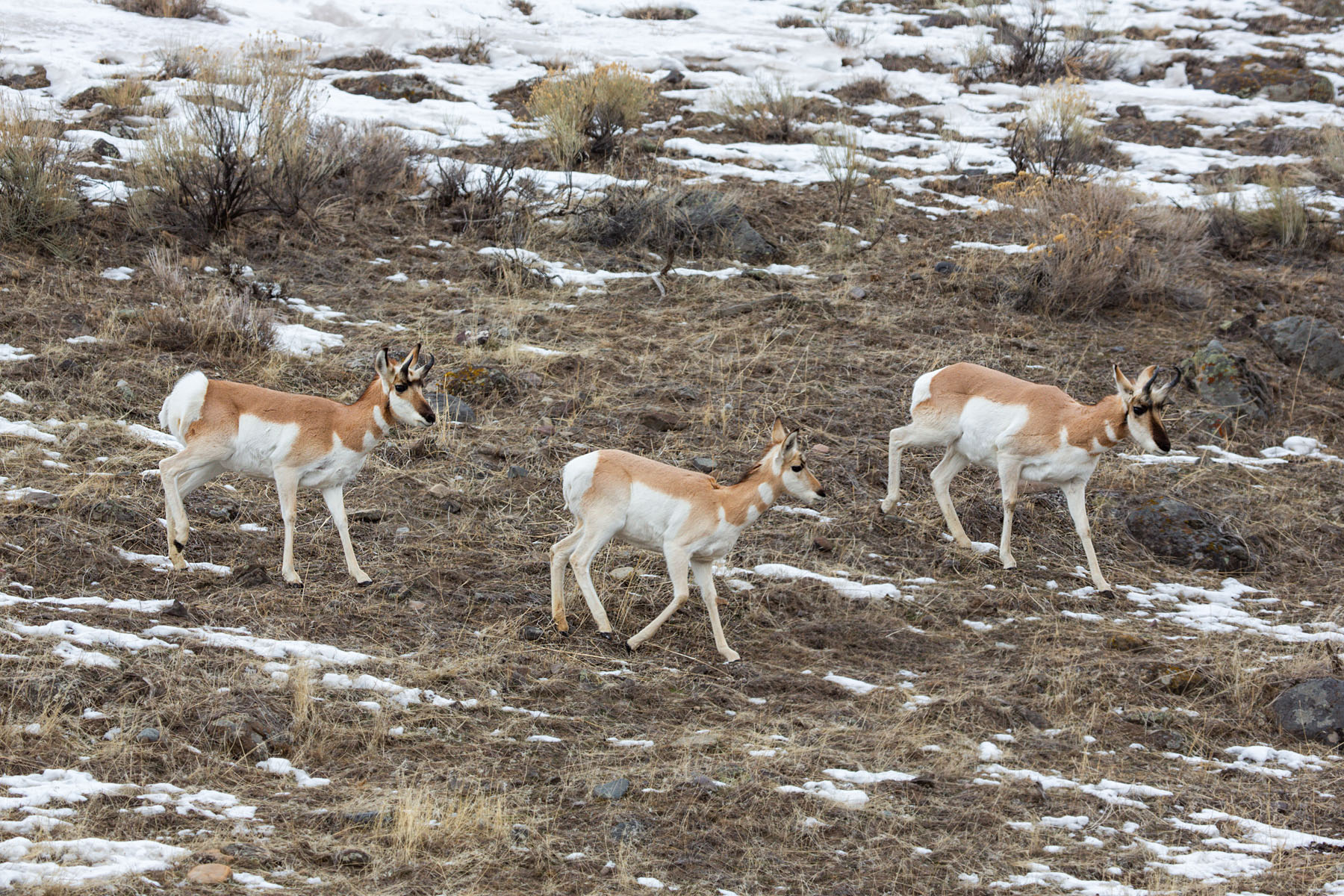 Pronghorn near the north entrance, Yellowstone, February 2022.  Click for next photo.