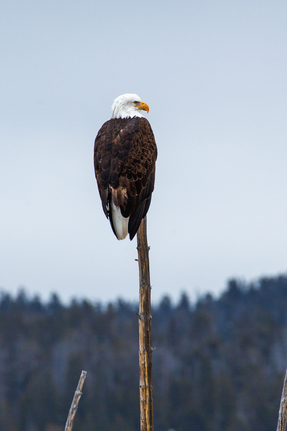 Bald eagle, Yellowstone, February 2022.  Click for next photo.