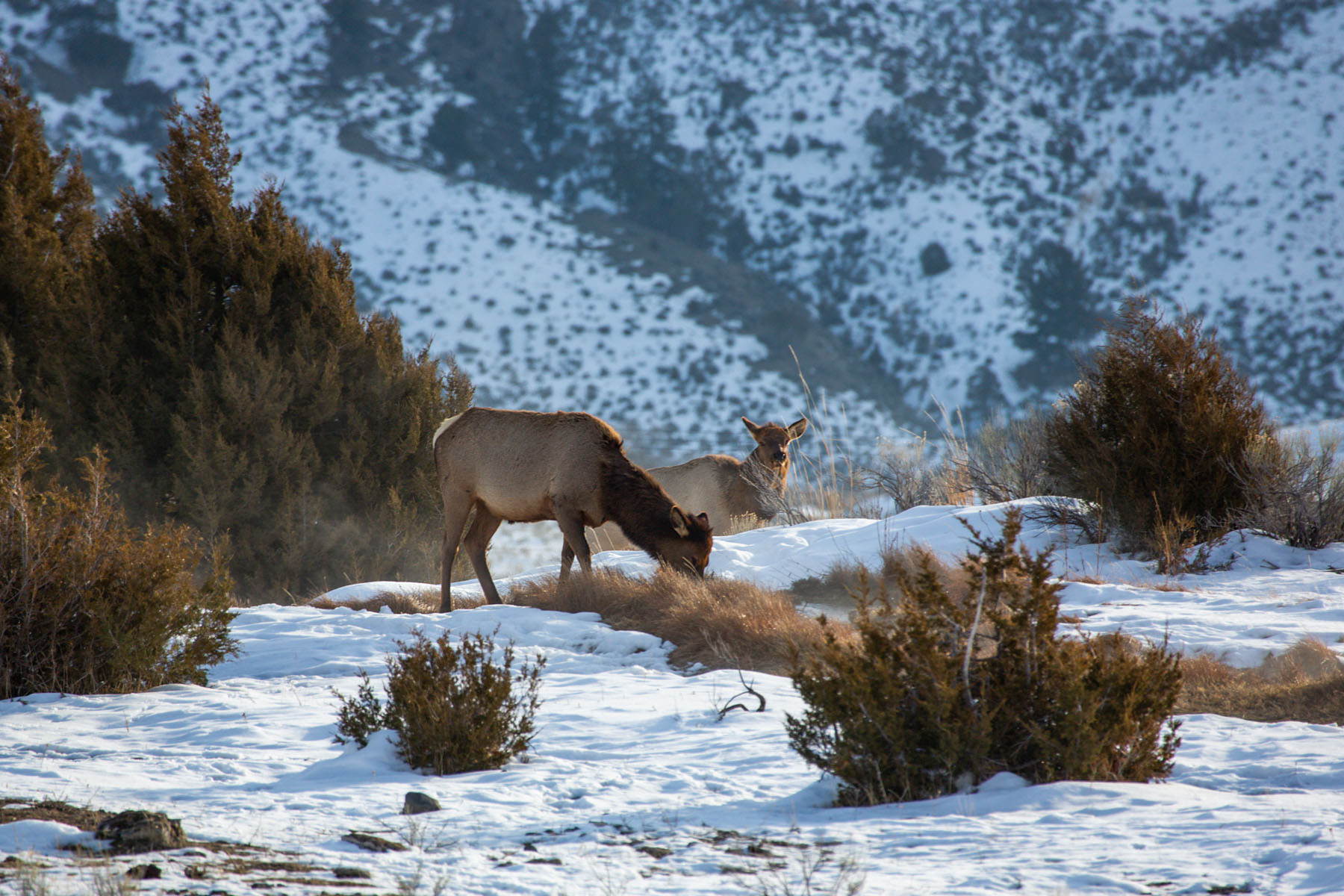 Elk near Mammoth Hot Springs, Yellowstone, February 2022.  Click for next photo.