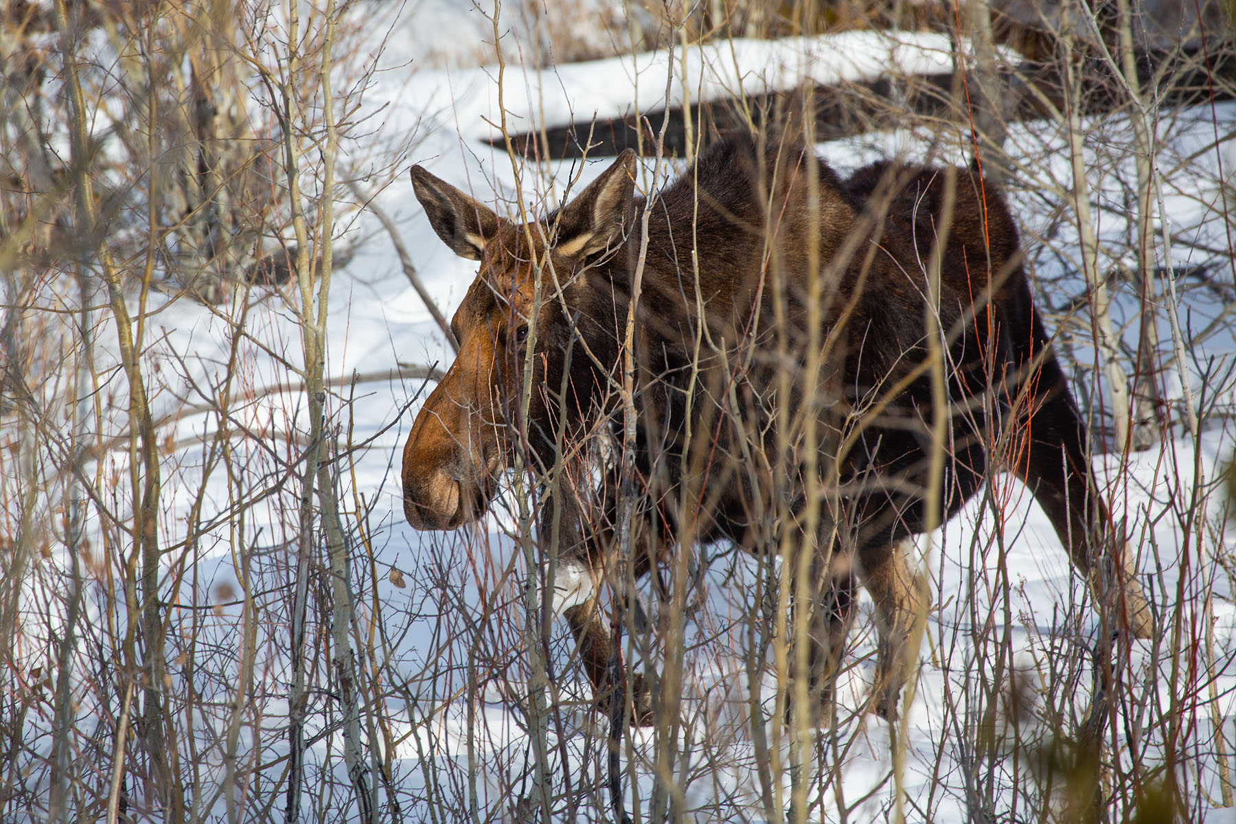 Moose, Yellowstone, February 2022.  Click for next photo.