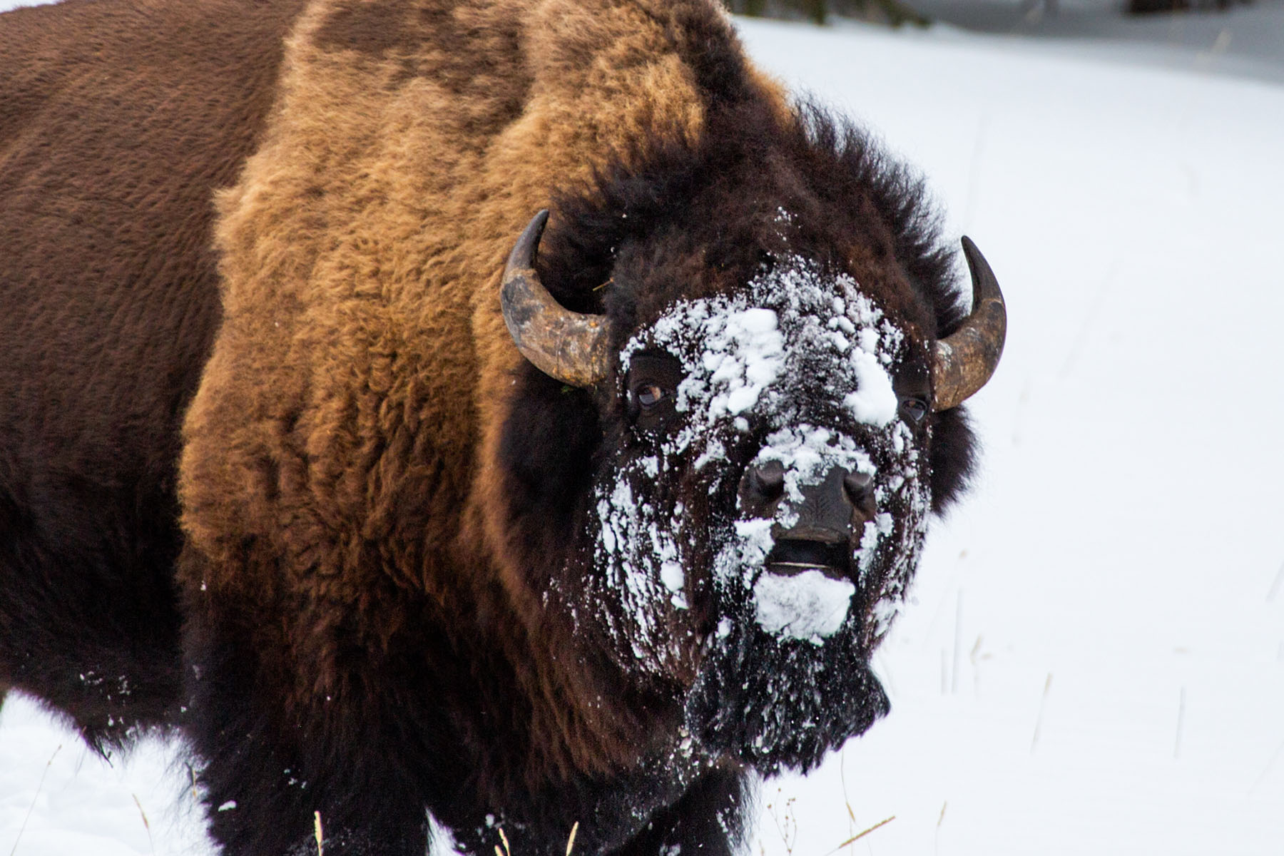 Bison, Yellowstone, February 2022.  Click for next photo.