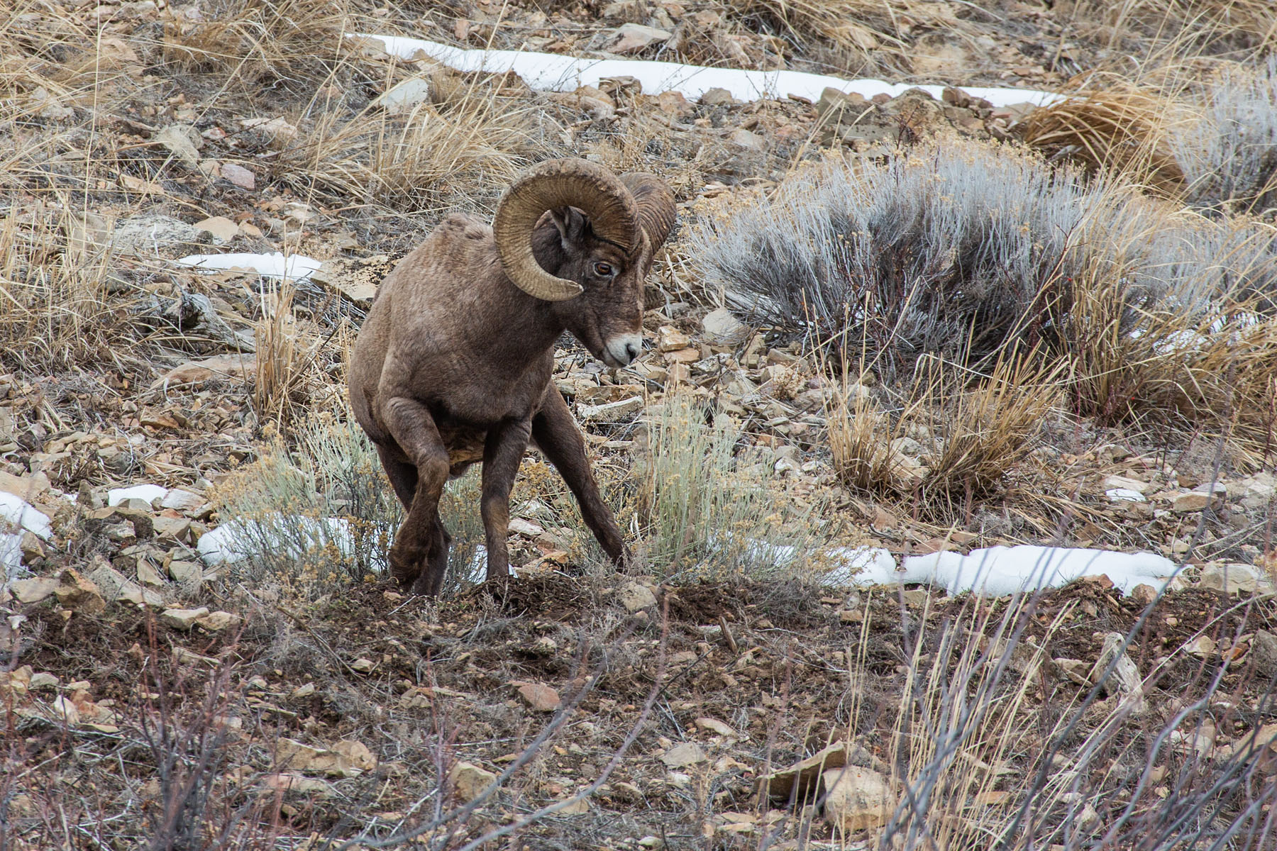 Bighorn sheep in the Lamar Valley, Yellowstone, February 2022.  Click for next photo.