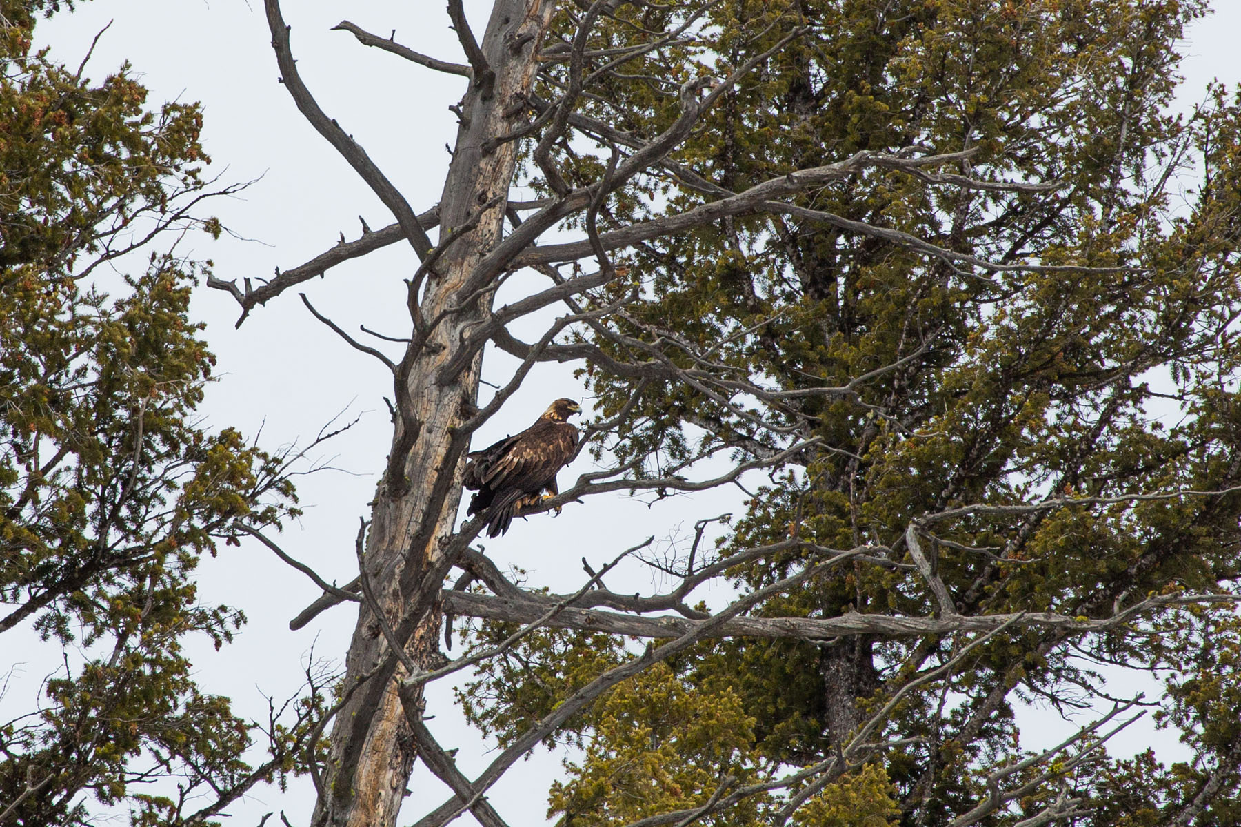 Golden eagle, Yellowstone, February 2022.  Click for next photo.