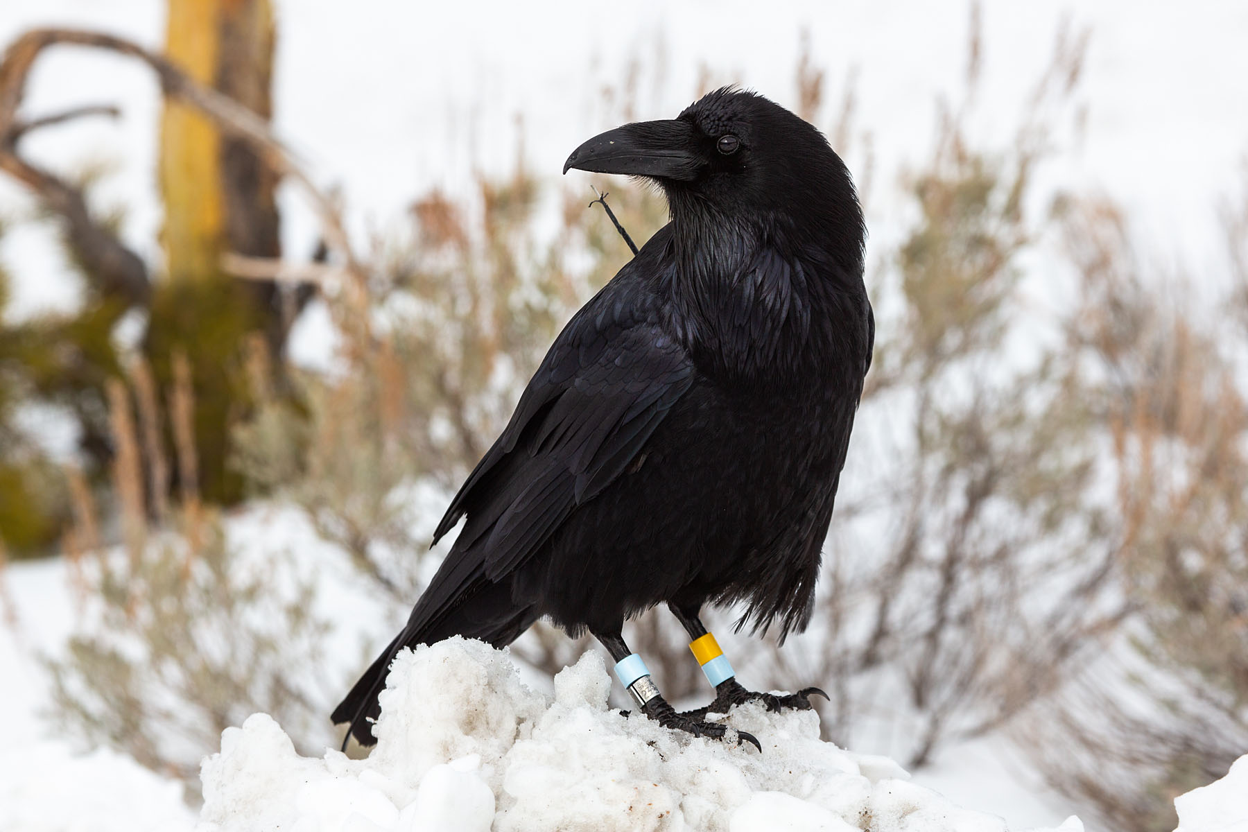 Raven, Yellowstone, February 2022.  Note the tags.  Click for next photo.