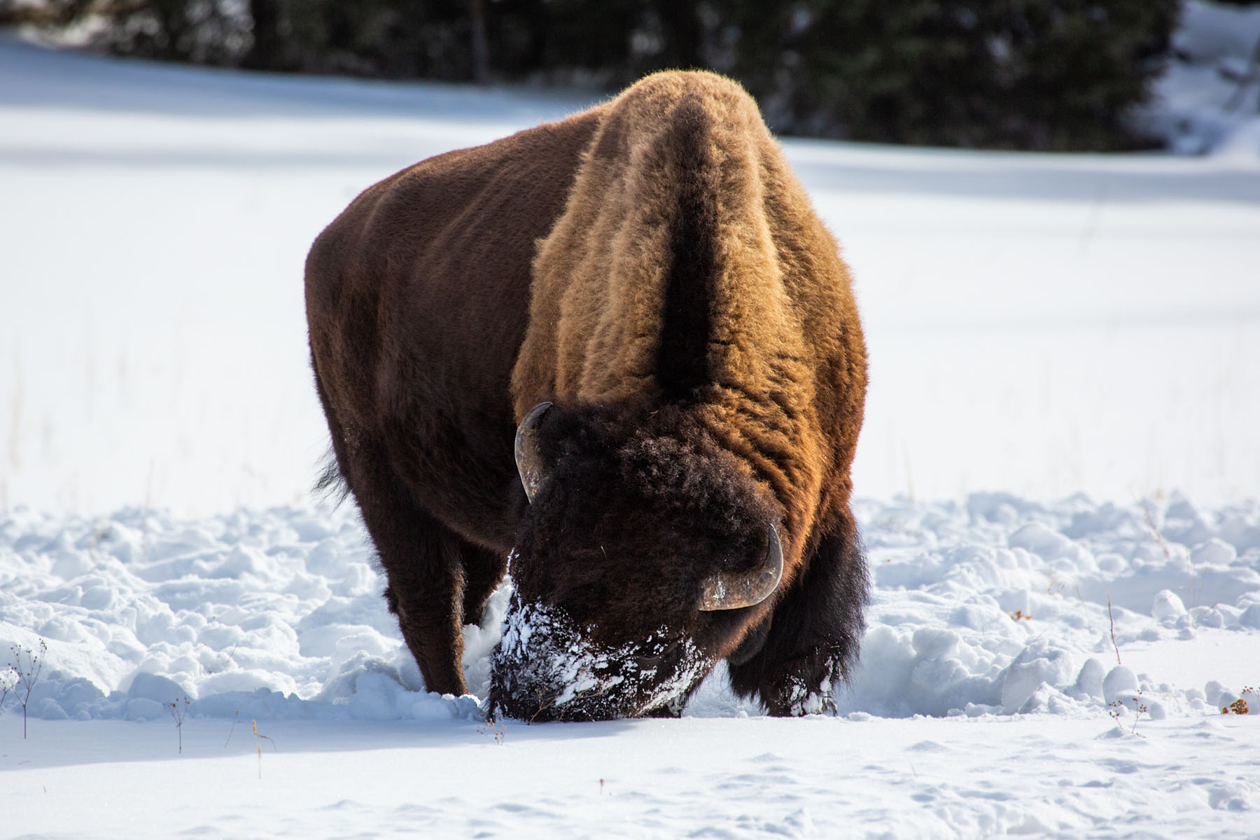 Bison sweeps the snow with its head to get at the grass, Yellowstone, February 2022.  Click for next photo.
