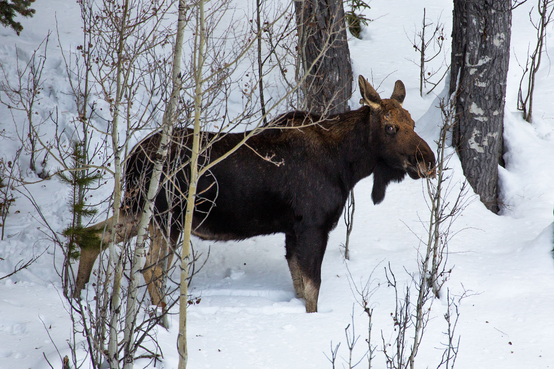 Moose, Yellowstone, February 2022.  Click for next photo.