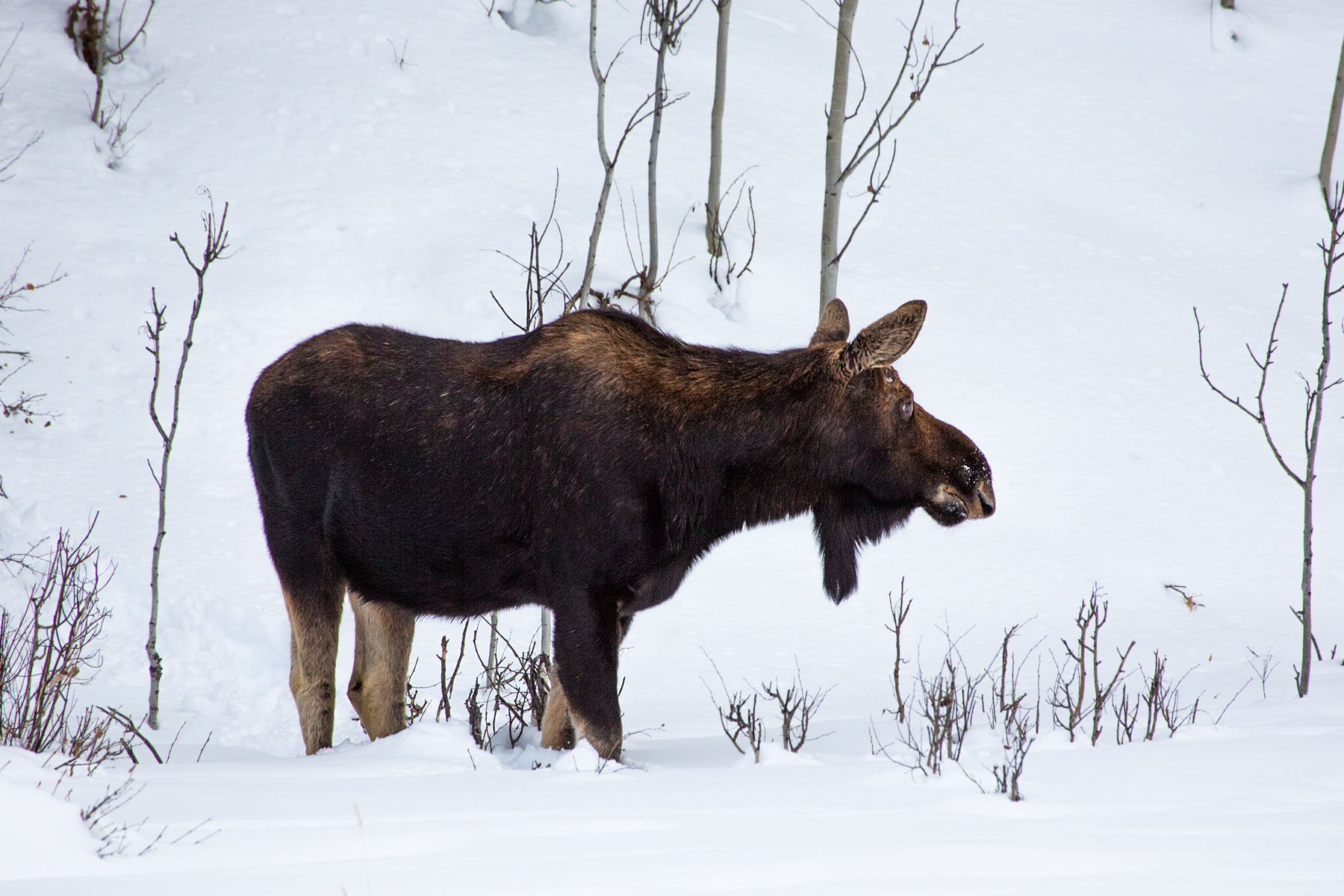 Moose sees another moose emerge from the woods a few yards away, Yellowstone, February 2022.  Click for next photo.