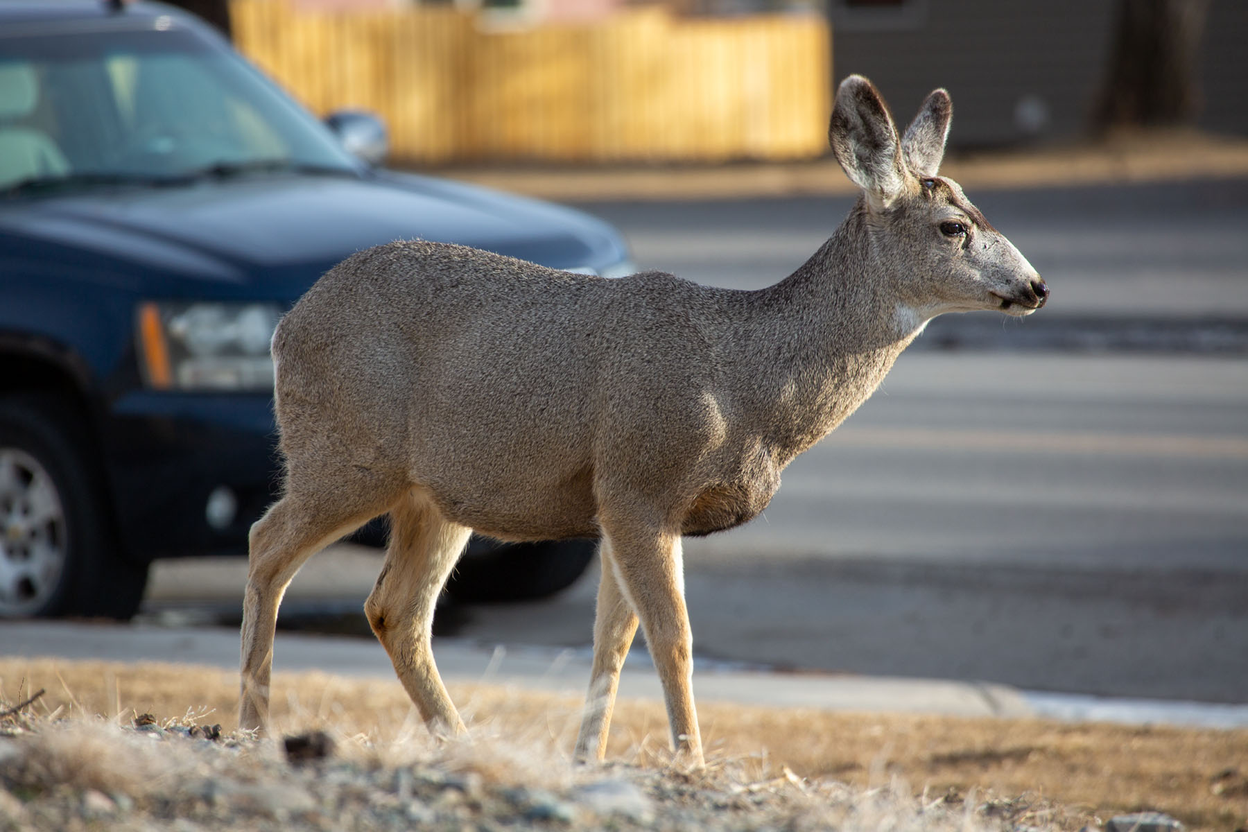 Mule deer dodging cars in Gardiner, MT, February 2022.  Click for next photo.