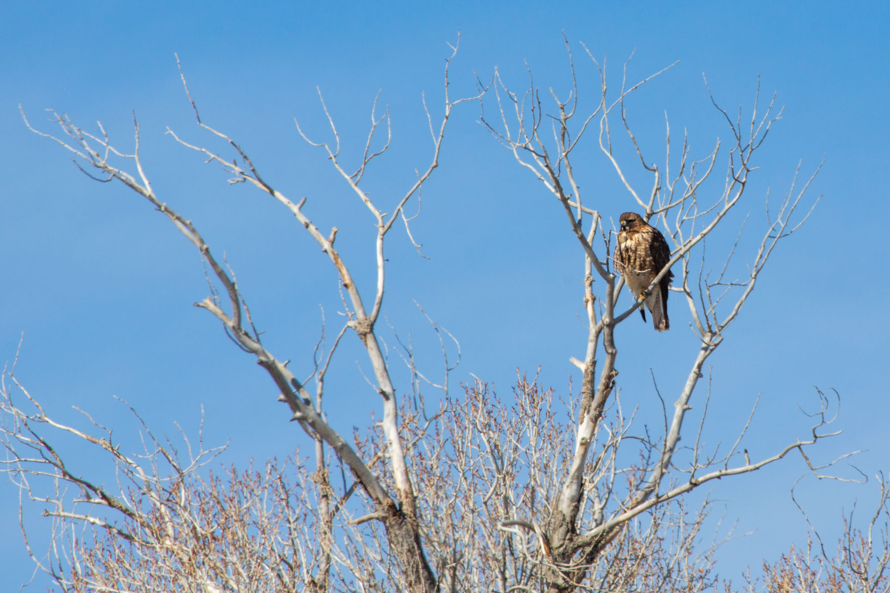 Red-tailed hawk, maybe, near Belfy, MT.  Click for next photo.