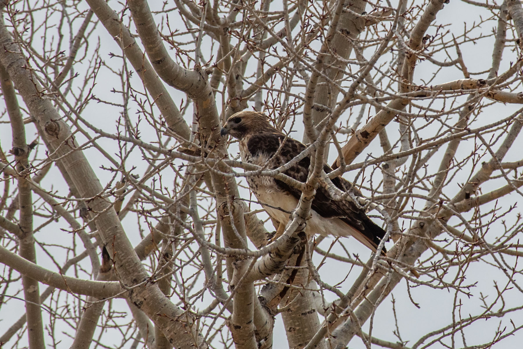Red-tailed hawk, near Belfy, MT, March 2022.  Click for next photo.