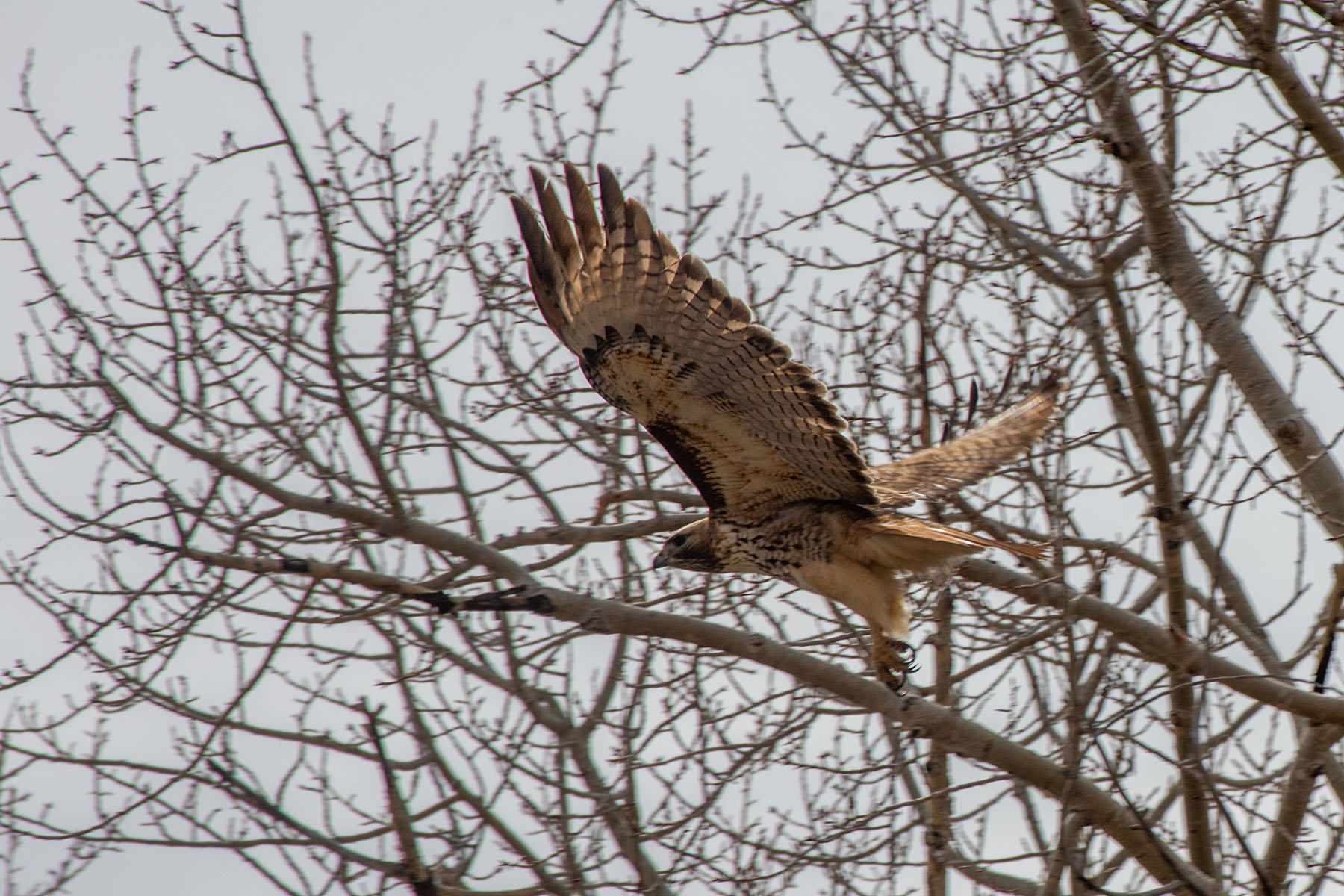 Red-tailed hawk, near Belfy, MT, March 2022.  Click for next photo.