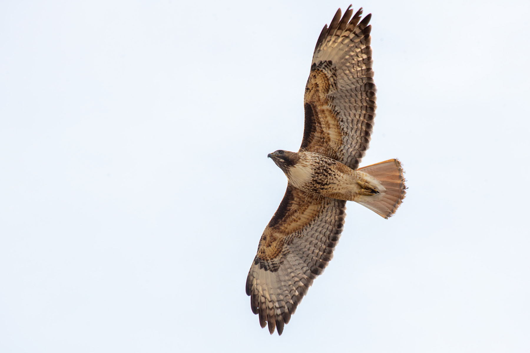 Red-tailed hawk, between Edgar and Pryor, MT, March 2022.  Click for next photo.