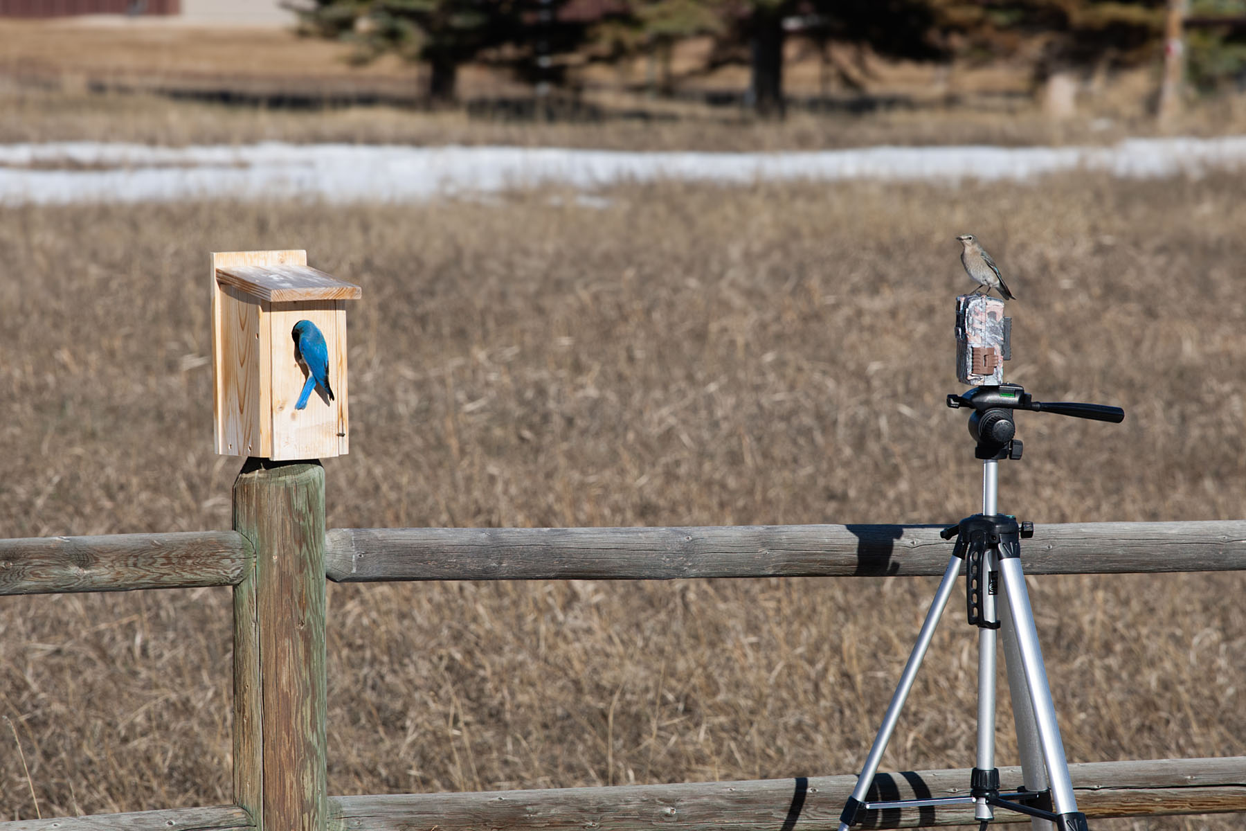 Bluebirds and new Browning trailcam.  Click for next photo.