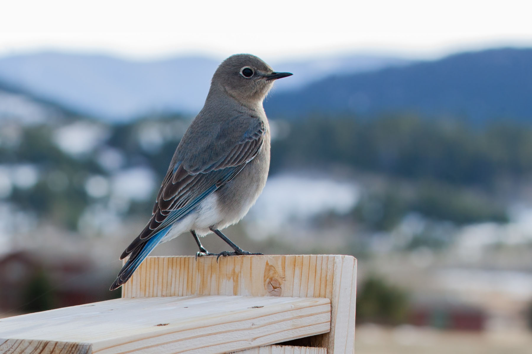 Female bluebird.  Click for next photo.