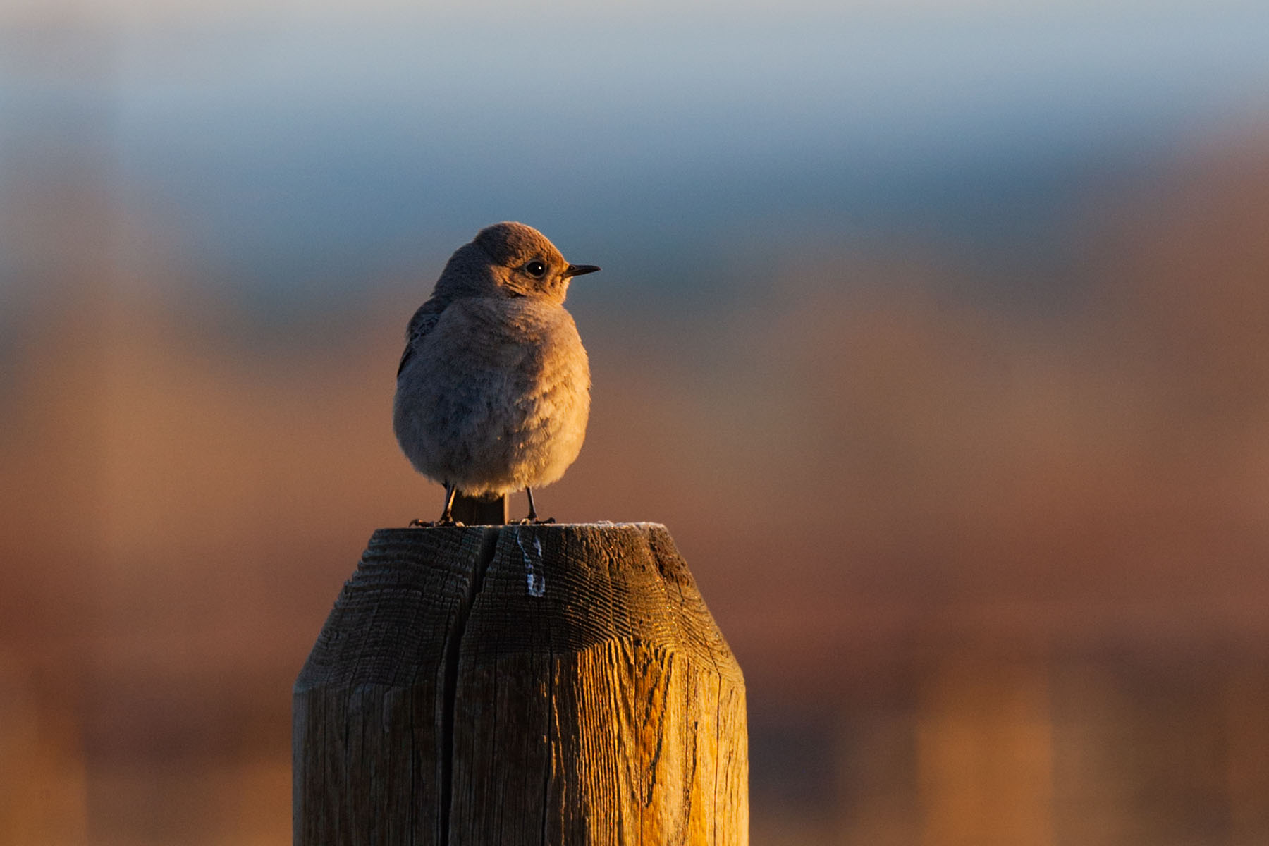 Female bluebird puffed up on a cold morning.  Click for next photo.