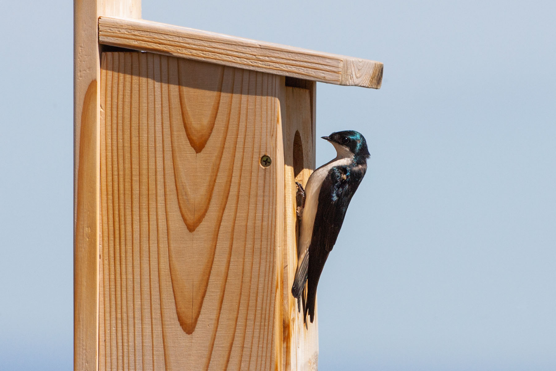 Tree swallow checking out the bluebird box.  Click for next photo.