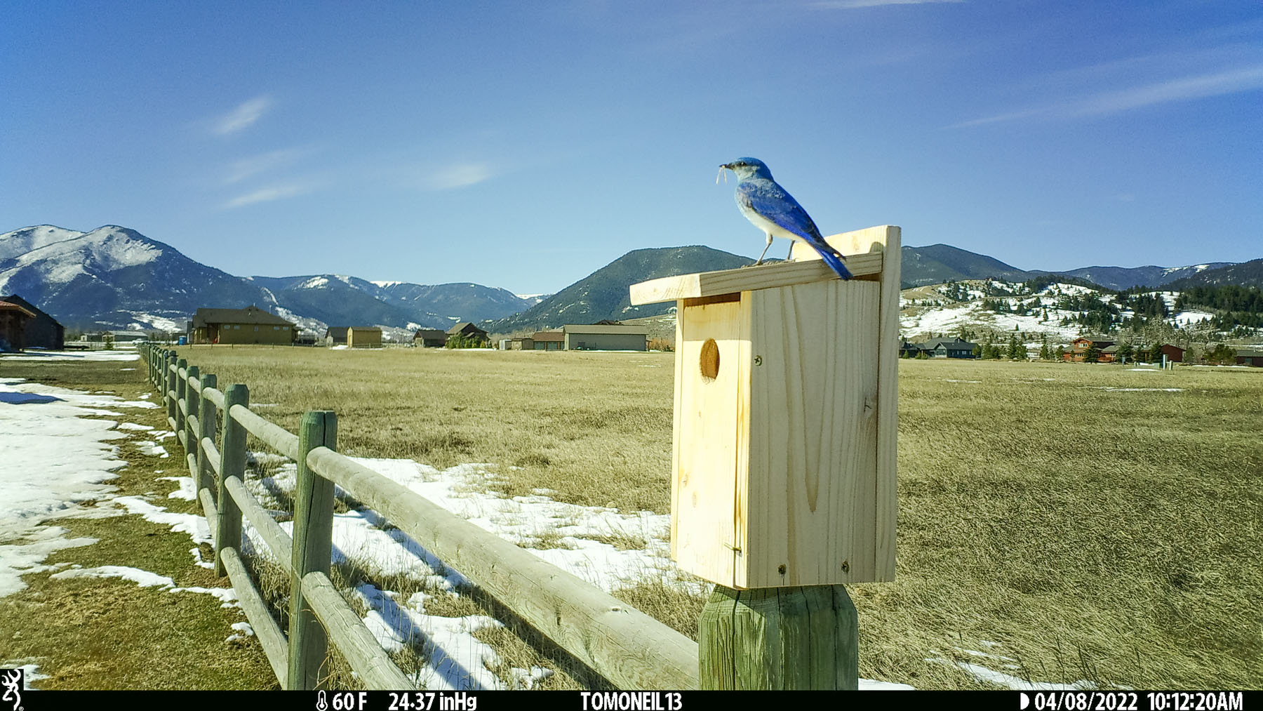 Bluebird with... nesting material?  Click for next photo.
