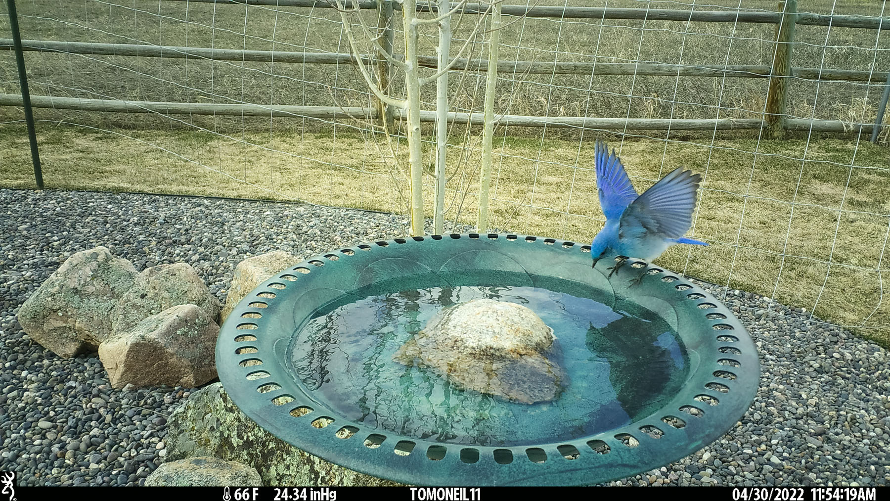 Bluebird at the birdbath, April.  Click for next photo.