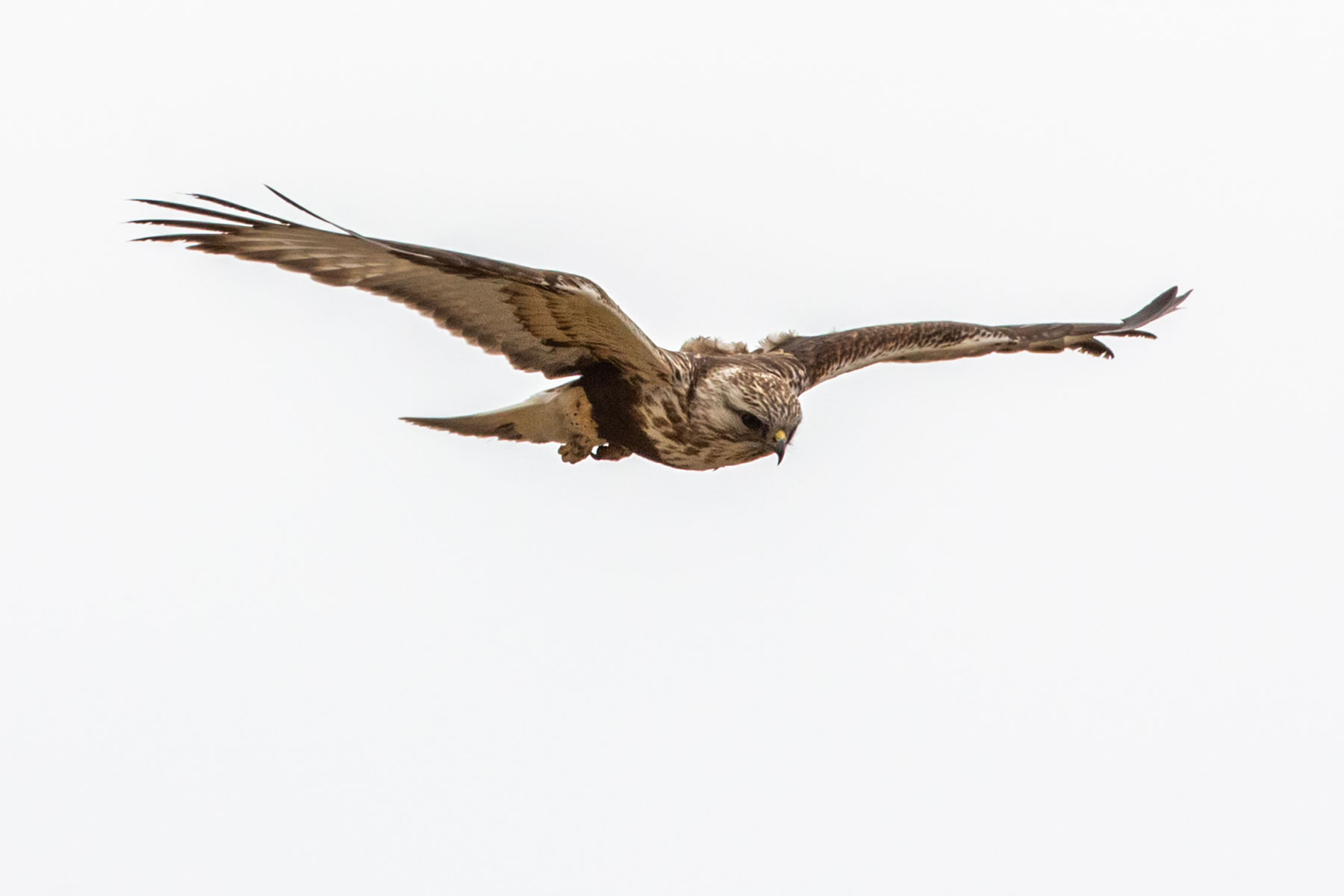 Rough-legged hawk.  Click for next photo.