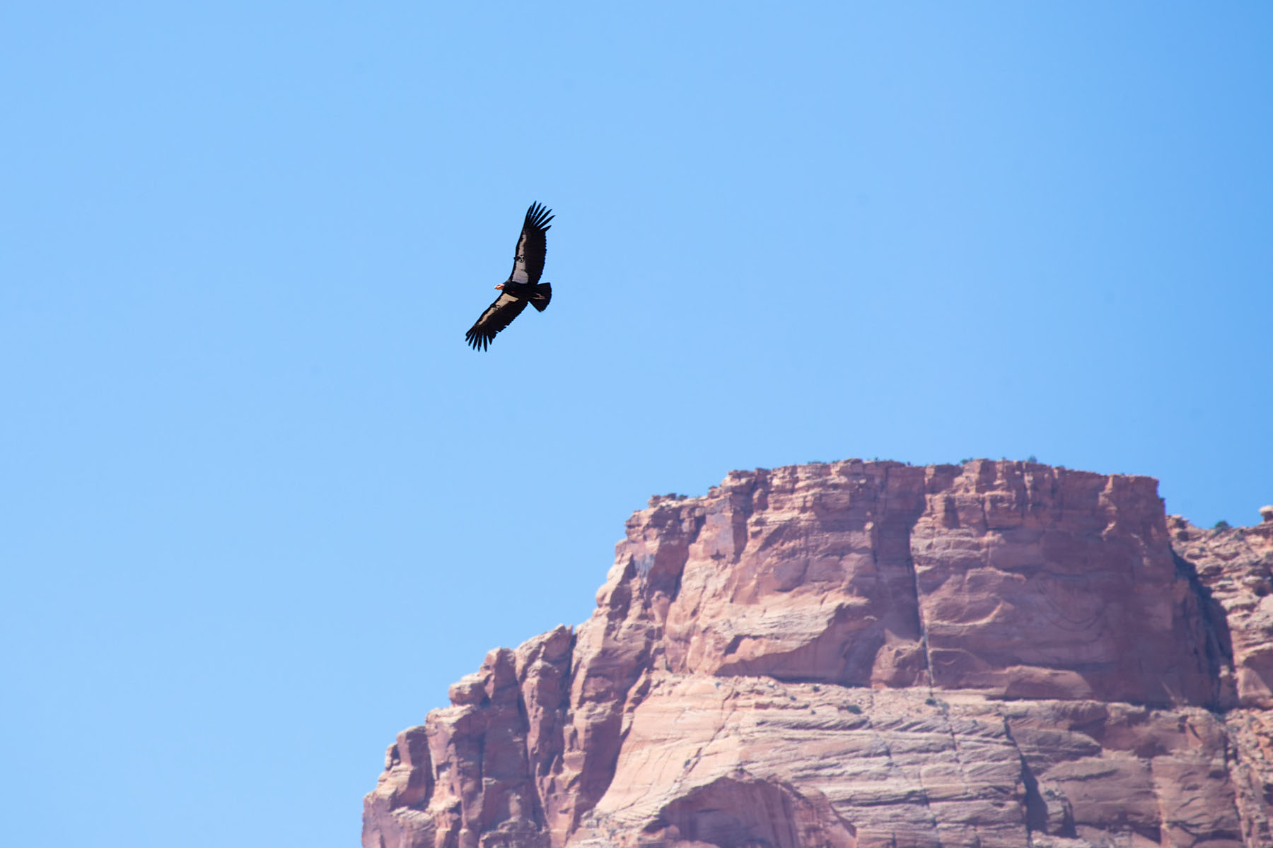 California Condor, Navajo Bridge, Arizona.  Click for next photo.