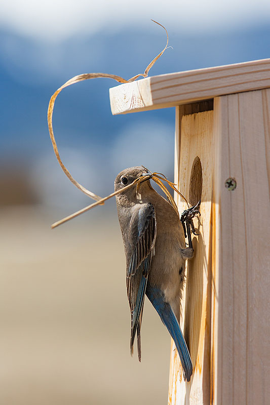 Bluebird building a nest, remote trigger.  Click for next photo.